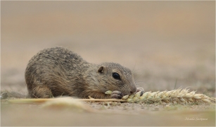 <p>SYSEL OBECNÝ (Spermophilus citellus) --- /European ground squirrel - Europäisches Ziesel/</p>